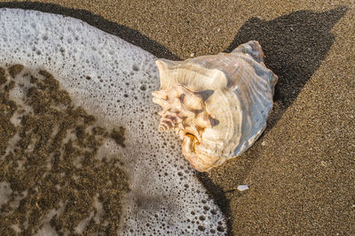 High angle view of seashell on beach