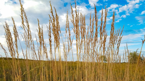 Close-up of wheat growing on field against sky