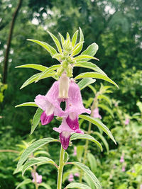 plant