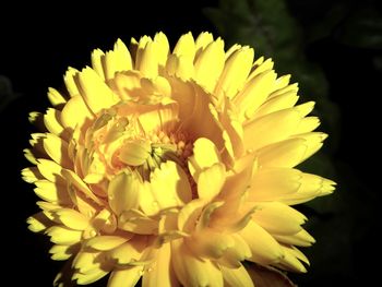 Close-up of yellow flowering plant against black background