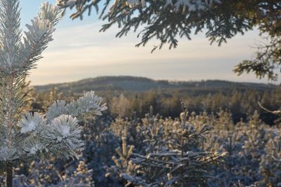 Close-up of flower tree against sky