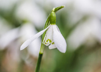 Close-up of white flower on grass