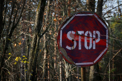 Close-up of road sign by trees in forest