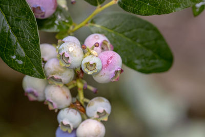 Garden, water, dew, rain, fruit, greenery, nature, daytime, leaves, blackberry