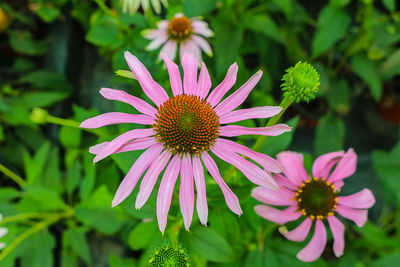 Close-up of purple coneflower blooming outdoors