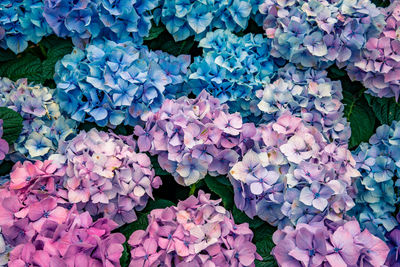 High angle view of pink hydrangea flowers