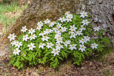 Close-up of white flowers blooming on field