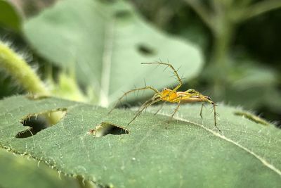 Close-up of spider on leaves