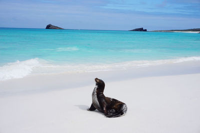 View of sealion on beach