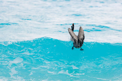 Bird swimming in sea