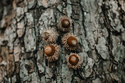 Directly above shot of bread on tree