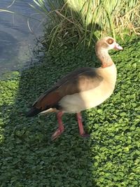 High angle view of duck in lake