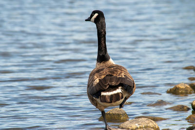 Bird perching on a lake