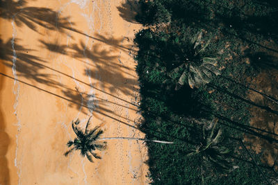 High angle view of palm tree