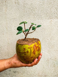 Close-up of hand holding fruit against wall