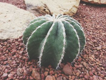 High angle view of plant