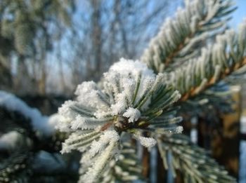 Close-up of frozen tree against sky during winter