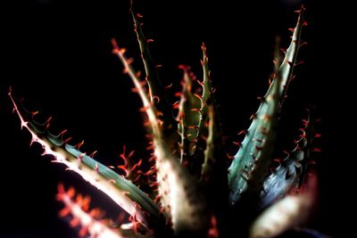 Close-up of succulent plant at night