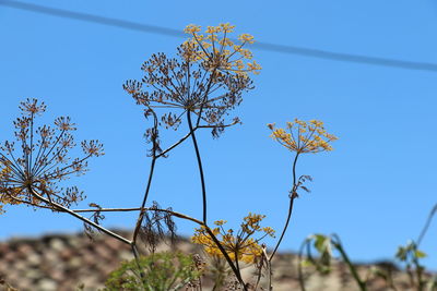 Low angle view of flowering plants against clear blue sky