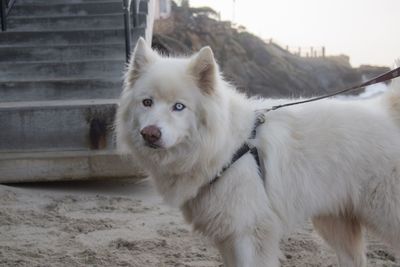 Close-up of white dog