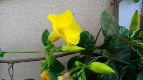 Close-up of yellow flowers