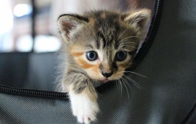 Close-up portrait of kitten