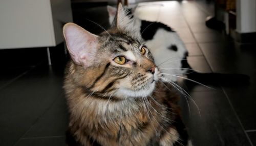 Close-up of cat