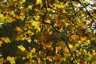 Close-up of maple leaves on branch