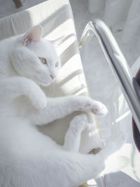 Close-up of cat lying on chair