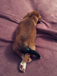 High angle view of dog sleeping on bed