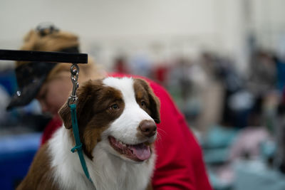 Close-up of dog sitting on a grooming table looking at something of interest