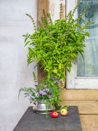 A large bunch of lemon basil and a bouquet of herbs with in a metal sugar bowl a ranetki