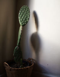 Close-up of succulent plant in basket