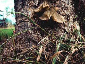 Close-up of moss growing on tree trunk