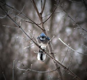 Blue jay perching on bare tree