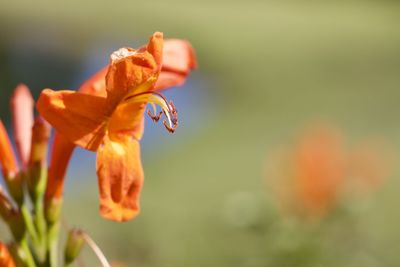 Close-up of orange rose flower