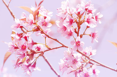 Low angle view of pink cherry blossoms