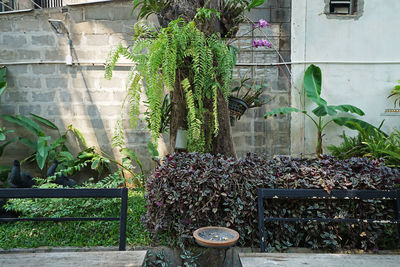 Plants growing in greenhouse