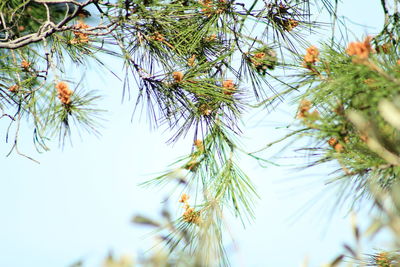 Low angle view of flowering plant against sky