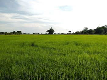 Scenic view of agricultural field against sky