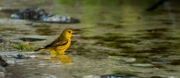 Bird perching on a lake