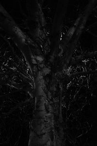 Reflection of trees in water at night