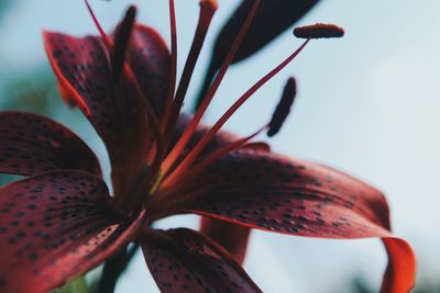 Close-up of red flower