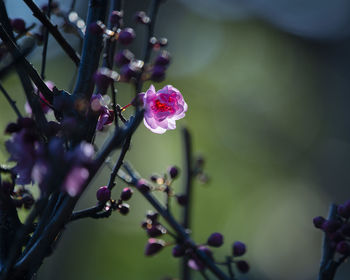 Close-up of pink cherry blossoms in spring