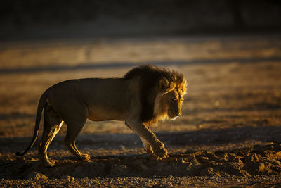 Lioness looking away