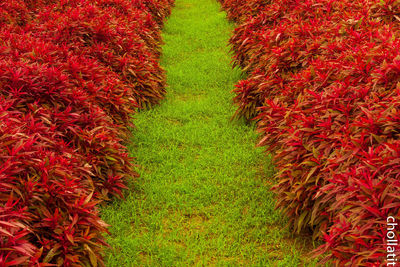 Red flowering plant on field