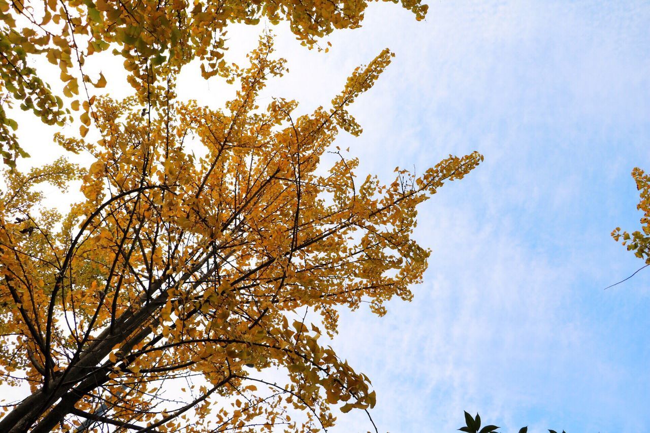 low angle view, tree, nature, growth, sky, leaf, no people, branch, outdoors, sunbeam, beauty in nature, day