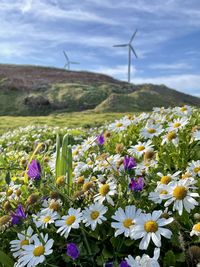 Purple flowering plants on field