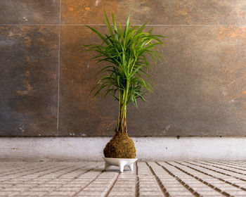 Close-up of potted plant on footpath against wall