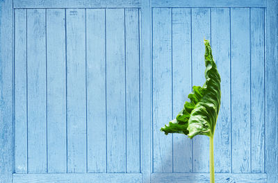 Wrinkled green leaf with blue wooden windows background